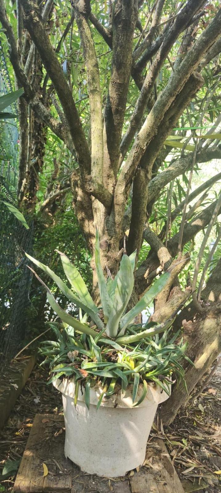 Villaluigia - Oasi Le Palme Padua Exteriör bild