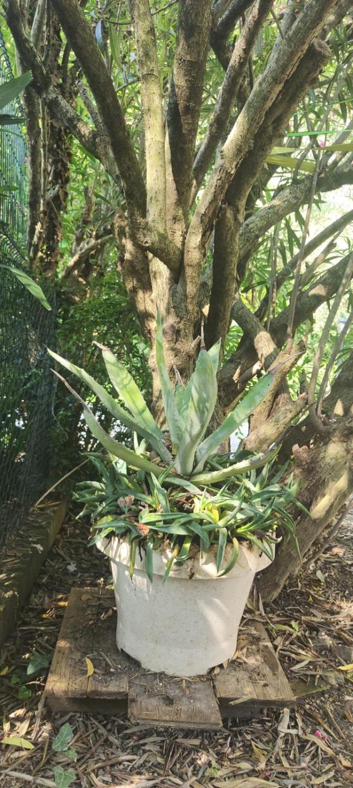 Villaluigia - Oasi Le Palme Padua Exteriör bild